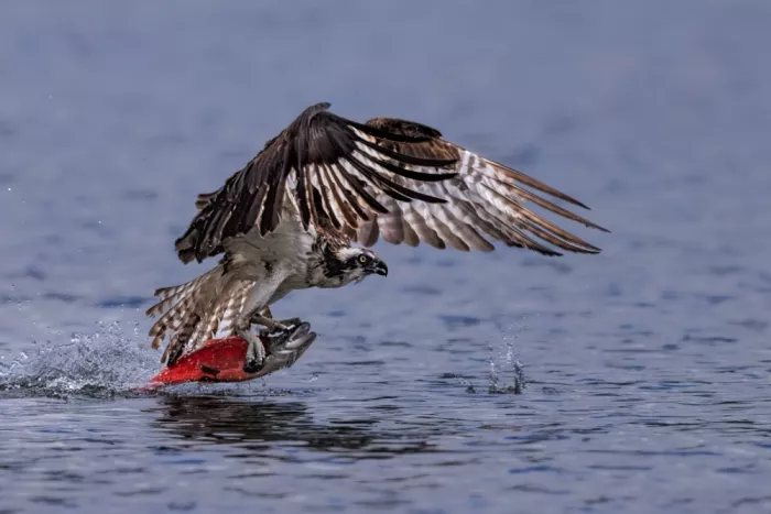 Zuo, Jun: Aquila pescatrice che cattura il salmone kokanee