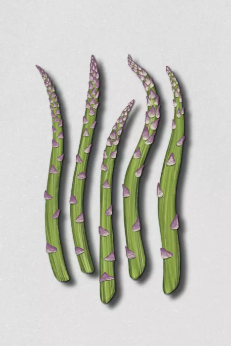 EMELIEmaria: Asparagus