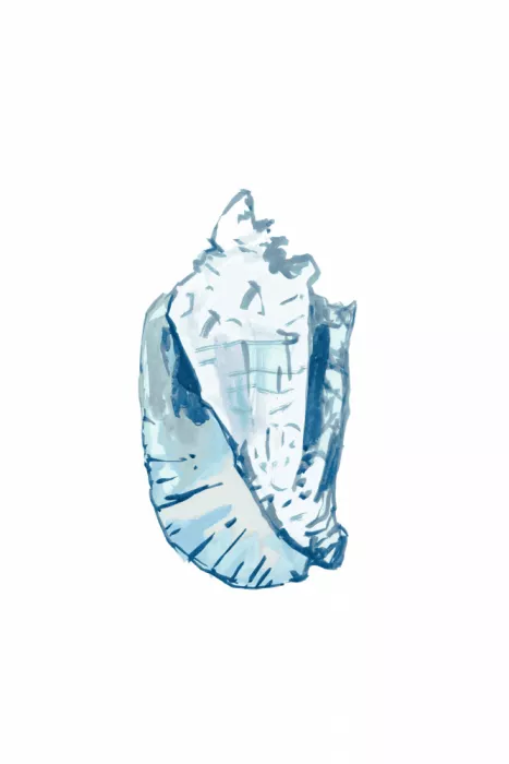 cartissi: Blue Seashell On White Background No6