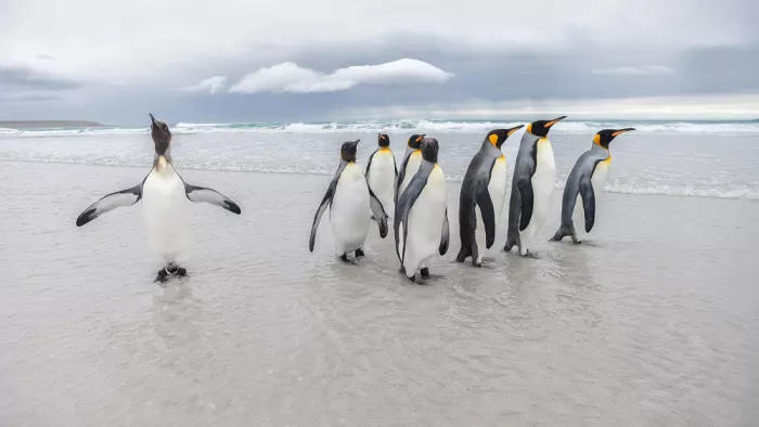 Raga, Gil Joan: Saluti dal pinguino