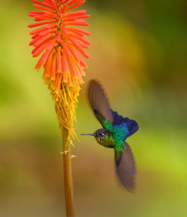 He, Mike: Colibrì dalla gola infuocata