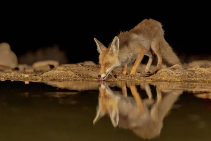 Mizrachy, Haim: Rotfuchs und seine Spiegelung