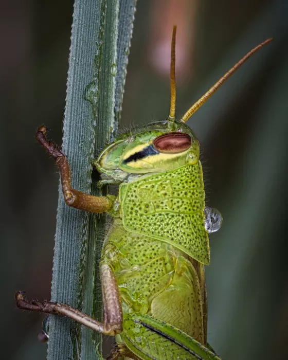 hiro: grasshoppers＆drop of water