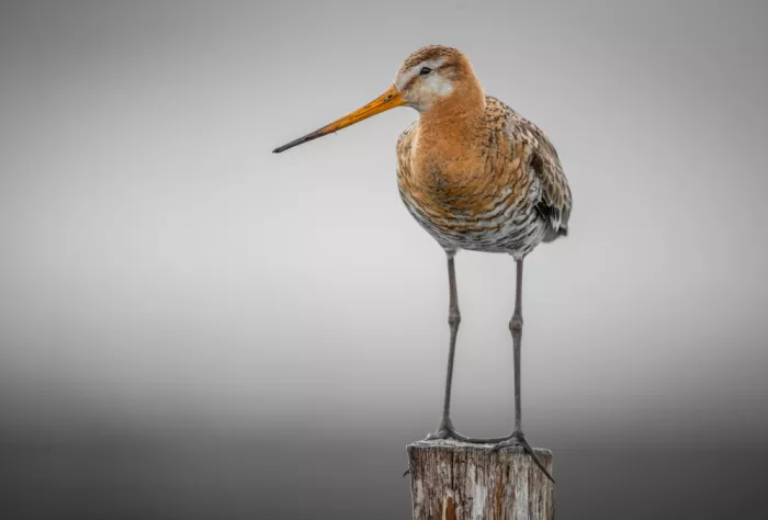 Sørensen, Jørgen: Limosa