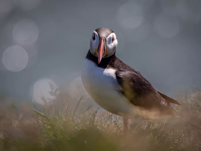 Zhang, Xiaohong: Atlantic Puffin