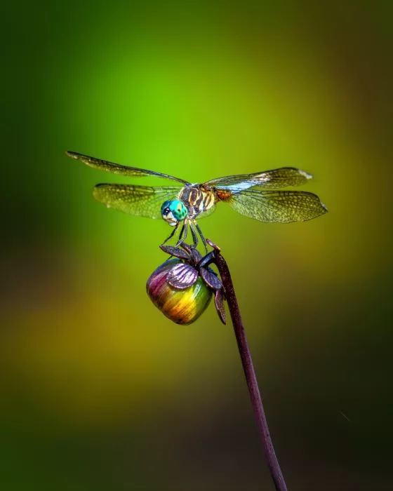 Cai, Xiao: Dragonfly