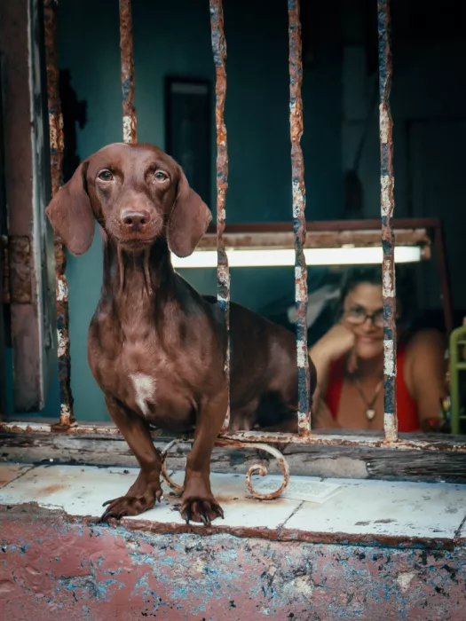 Bauer, Andy: Dog