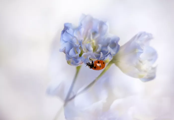 Deelen, van Ellen: Almost summer....