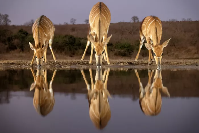 Doyle, Renee: Kudu Family Affair
