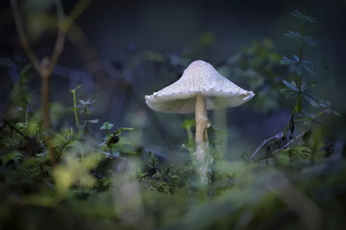 Maier, Norbert: Forest dwellers
