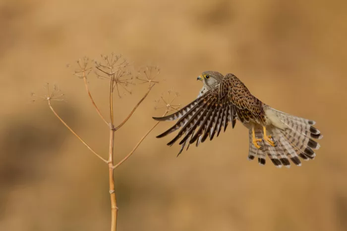 Manusevich, David: Turmfalke