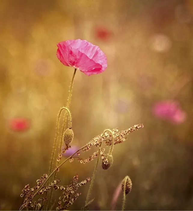 Cseresnjes, Anna: fleurs de champs