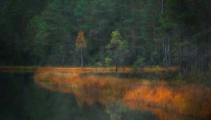 Engström, Erik: Nordic autumn