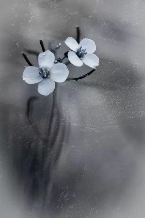 Kiral, Cicek: Autumn Beauties