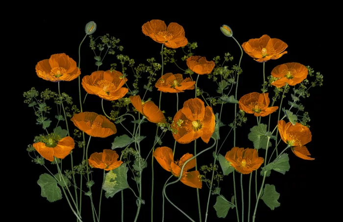 Jacobs, Lydia: Orange Iceland Poppy