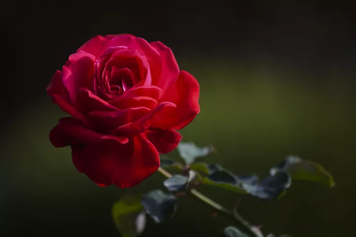 akyurt, engin: Rosa rossa nel giardino
