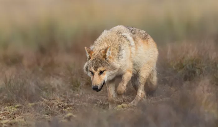 Barisone, Marco: Europäischer Wolf