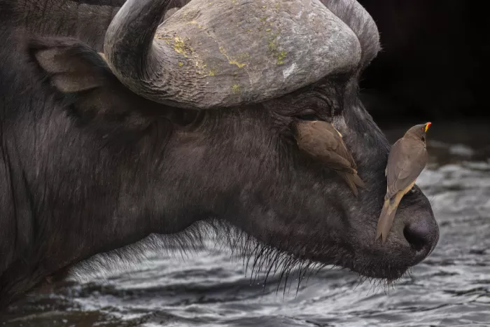 Khataw, Ali: Buffalo Pals