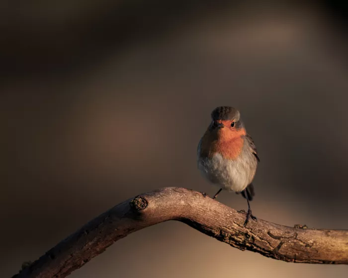 Renmyr, Magnus: European robin