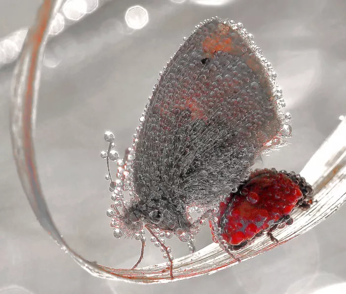 Dufour, Thierry: Papillon et coccinelle dans leur manteau de rosée...