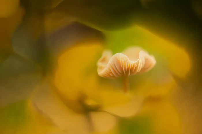 Haaksma, Piet: Art of nature