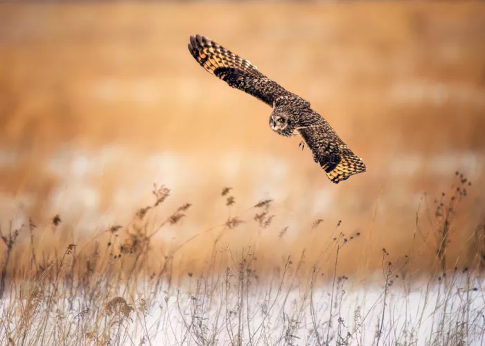 Xiao, Hanping: Short Eared Owl