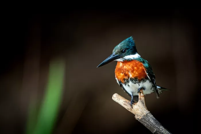 Felici, Massimo: Ringed kingfisher