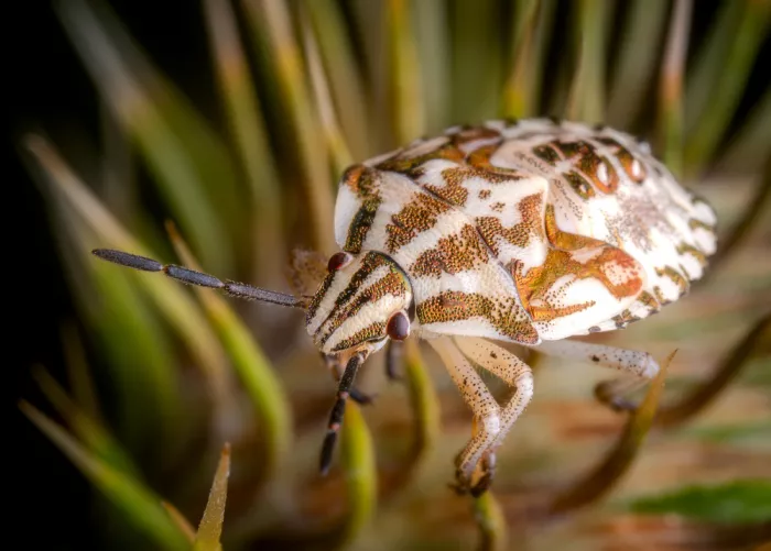 Andrica, Eduard: Dark-shouldered Shieldbug