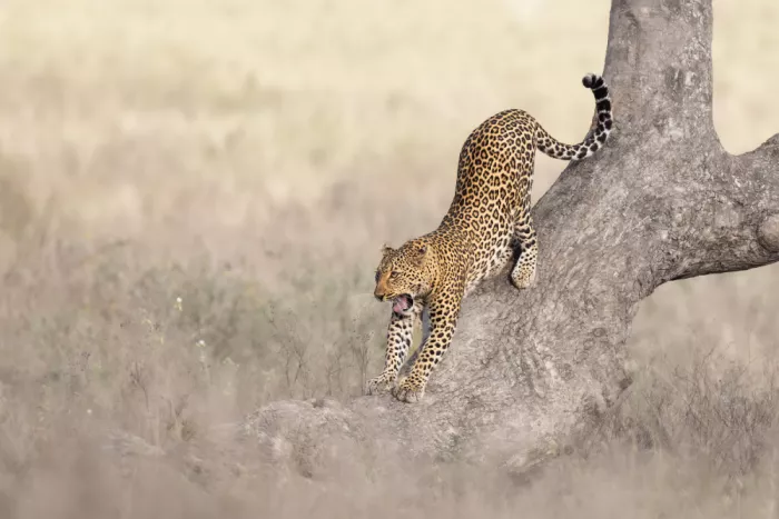 Khataw, Ali: The Stretch