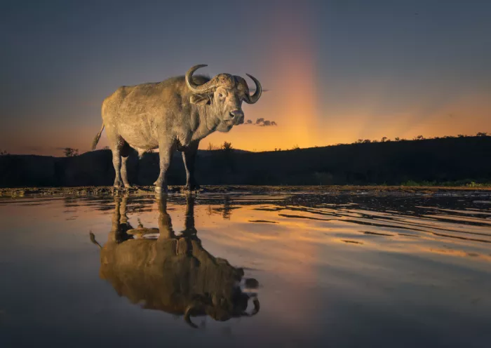 Amtmann, Ana: BUFFALO SUNSET