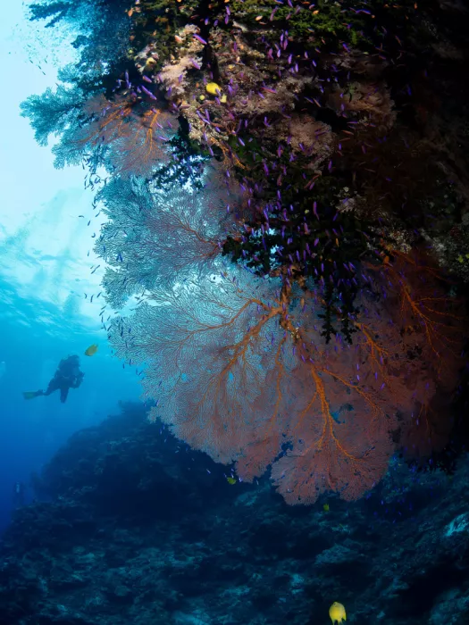 Tov, Ben Ilan: Gorgonia and a diver