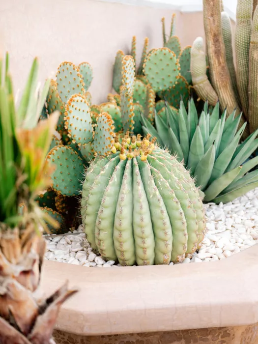 Zwart, Raisa: Amore per i cactus | Fotografia di viaggio Marrakech