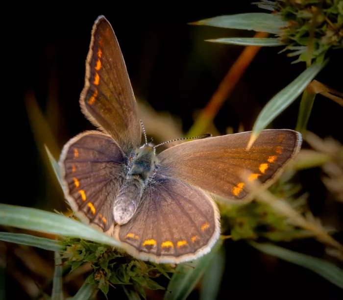 Andrica, Eduard: Brown Argus