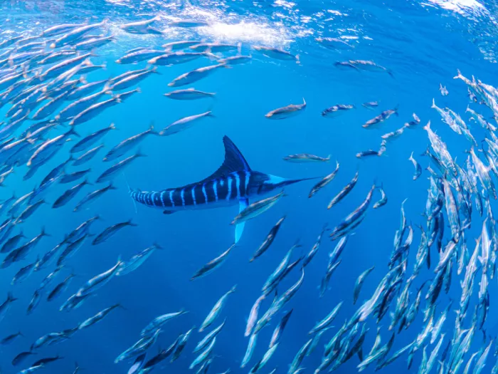 KOBAYASHI, KIMIO: Striped Marlin Dream