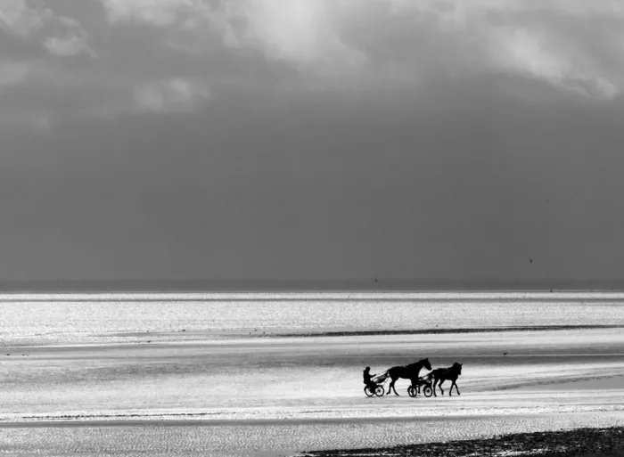 annehedelin: HOrses