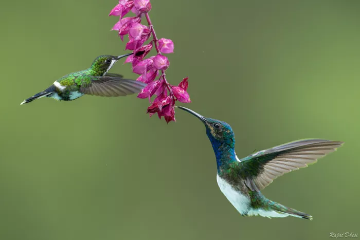 Dhesi, Rajat: Colibrí Cola de Espina Verde comparte el néctar con el Jacobino de cuello blanco