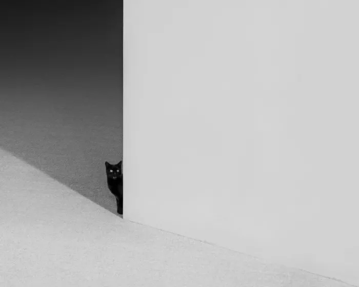 Alizolghadri93: Black cat