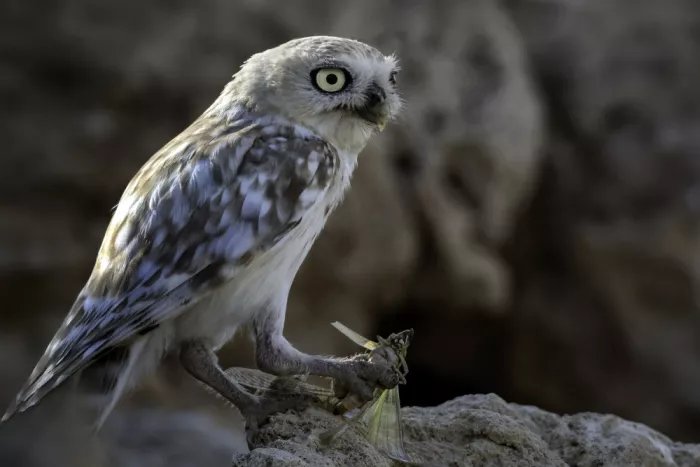 Allam, Abdelkader: Little peeping Owl