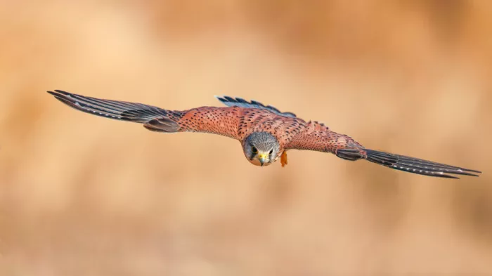 Manusevich, David: Gemeiner Turmfalke