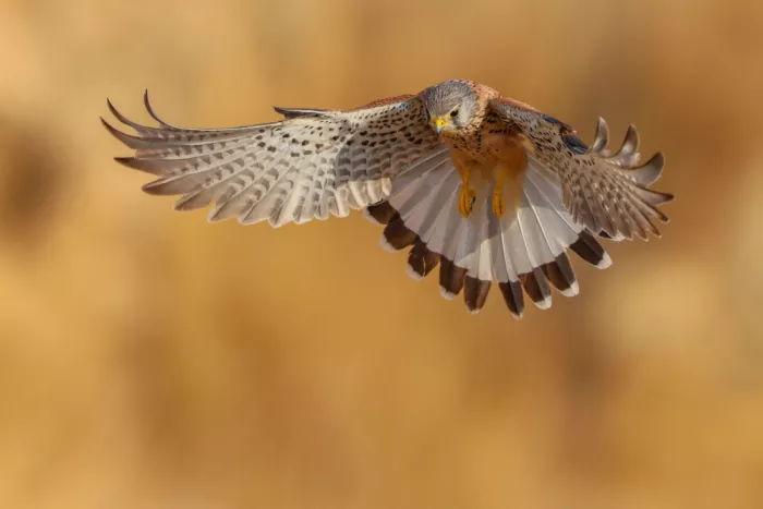 Manusevich, David: Gemeiner Turmfalke