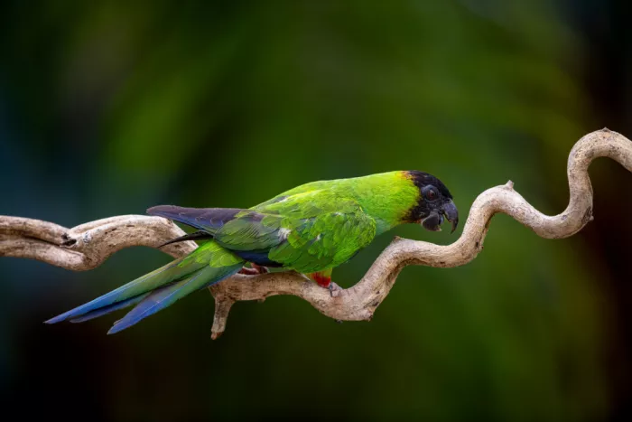 Felici, Massimo: Nanday parakeet