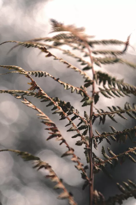 Sillen, Christina: Autumn fern