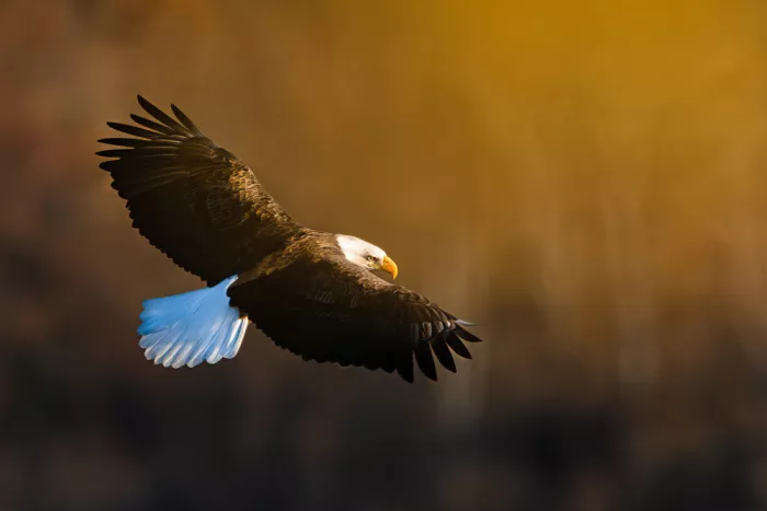 Wang, Catherine: Weißkopfseeadler