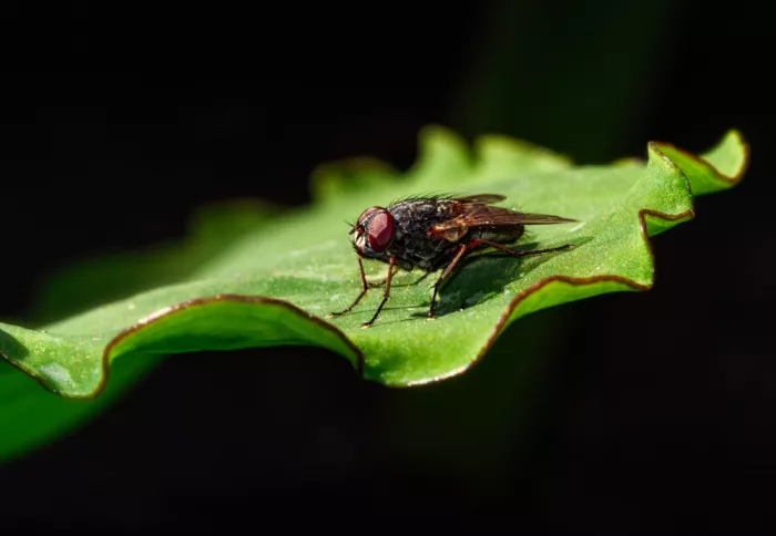 Li, Bruce: A Fly on to of the Green Leaf