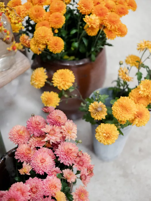 Zwart, Raisa: Chrysanthemum Blooms | Autumn Floral Still Life