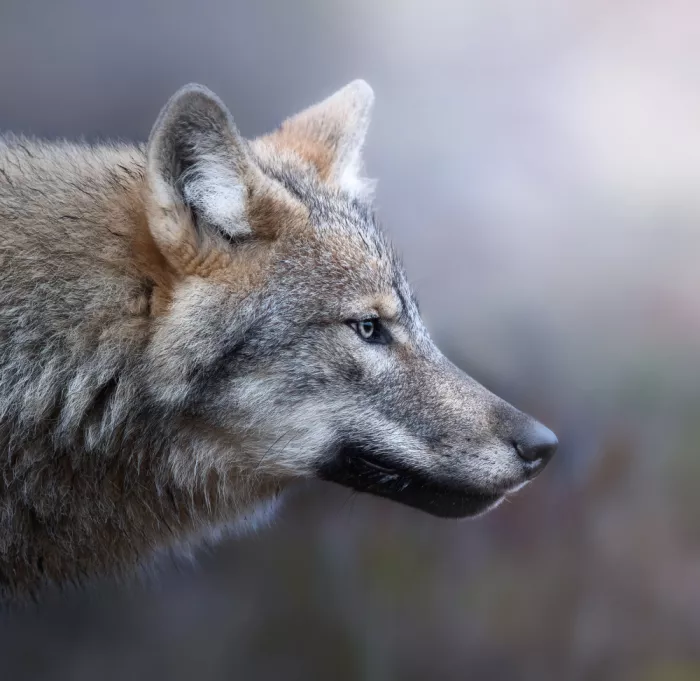 Barisone, Marco: Das Wolfsprofil