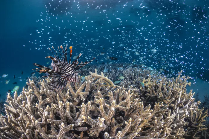 Gabriel, Barathieu: Lionfish hunting