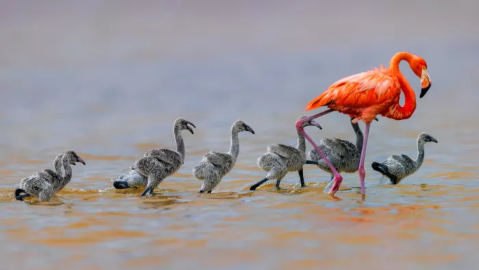 Zuo, Jun: Flamingo Babysitter