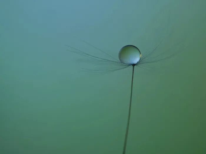 Henshaw, Elaine: Waterdroplet on Dandelion Seed