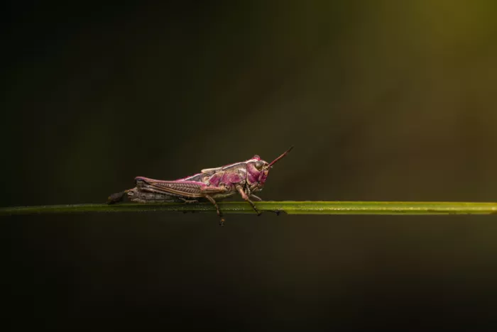 Renmyr, Magnus: A large marsh grasshopper on a straw